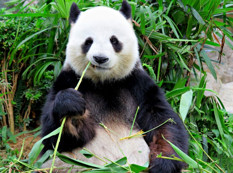 Technoloty News :  Banking Trojan Zeus Panda shambles into Brazil ahead of Olympics .